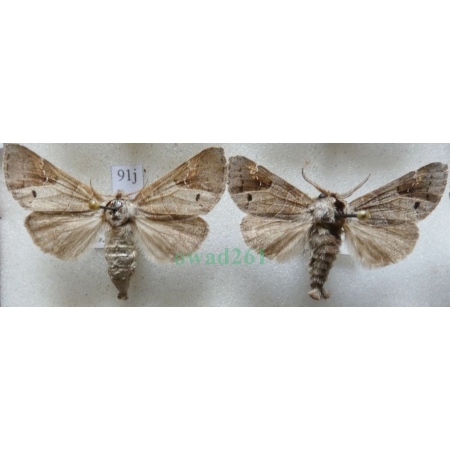 Clostera anachoreta (Denis & Schiffermüller, 1775) pair Wzjeżdżka rokitnica Czech91j